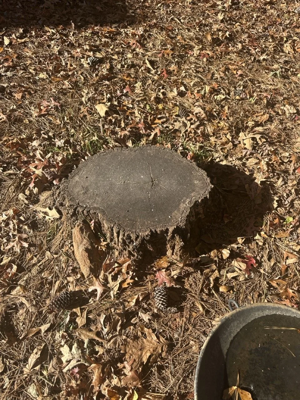 Stump+before+1+Large