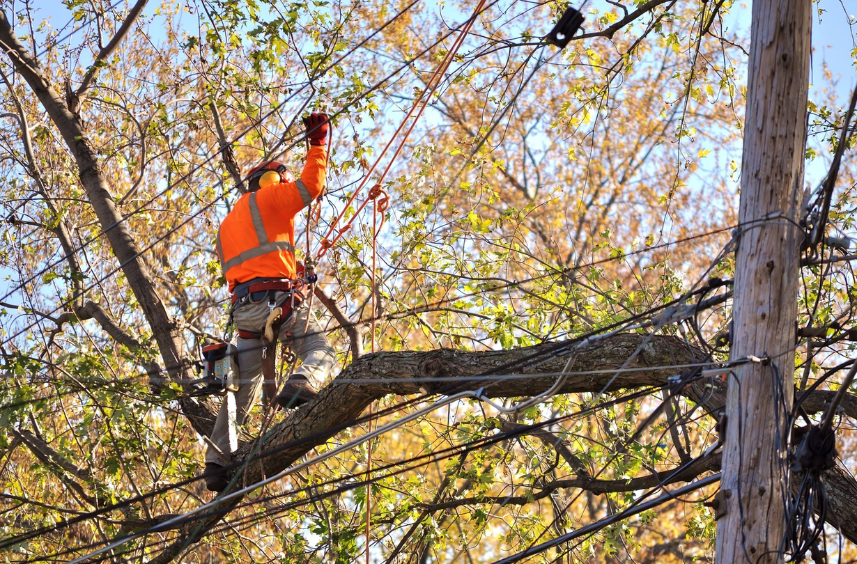 Photo of Georgia Tree Masters