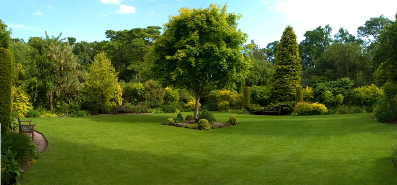 Tree Service