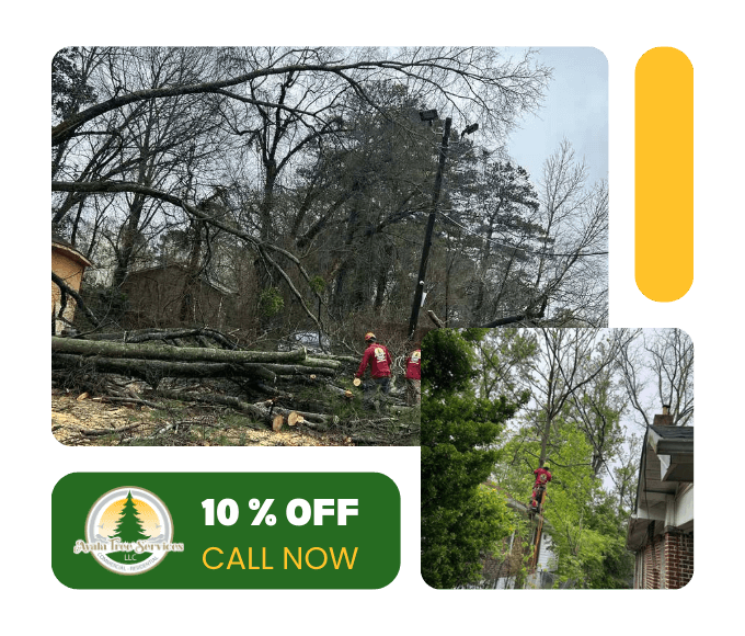 Expert tree services