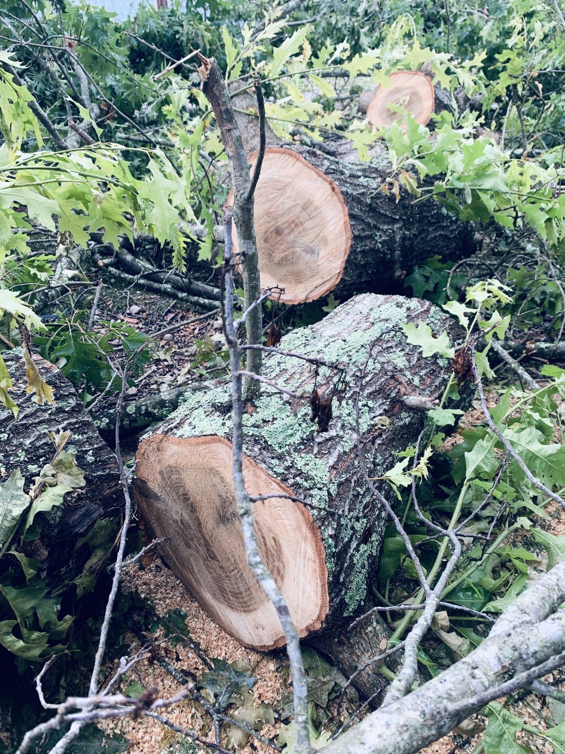 Downed+Tree+4 1920w