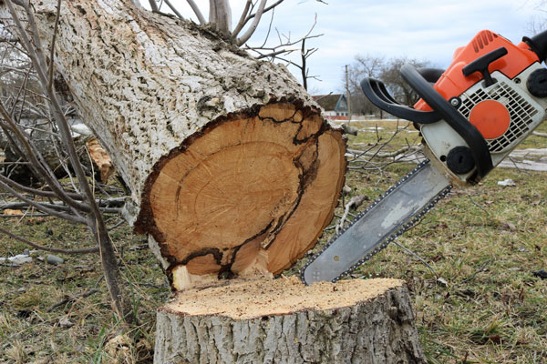 Tree Cutters of America tree service work