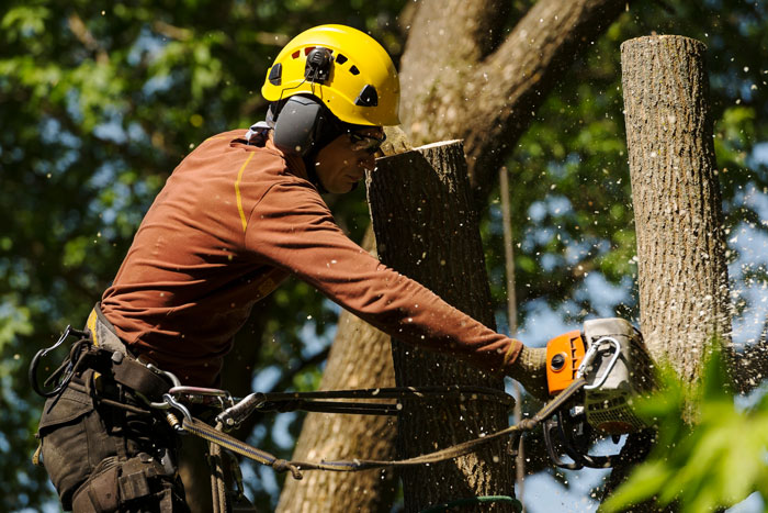 Tree Cutters of America tree service work