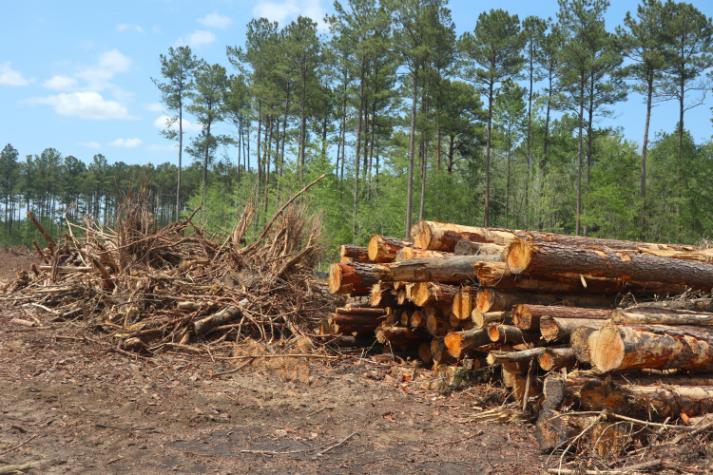 Land Clearing