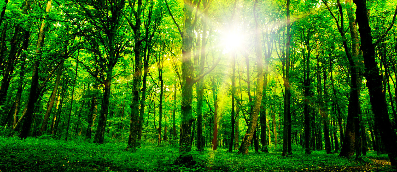 Photo of Diversified Trees Inc