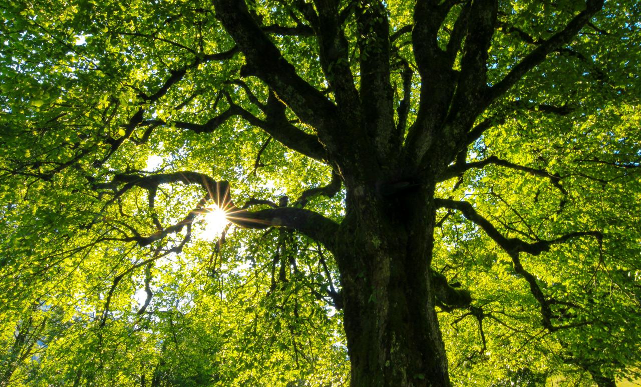 Photo of FOSTER TREE SERVICE Since 1975
