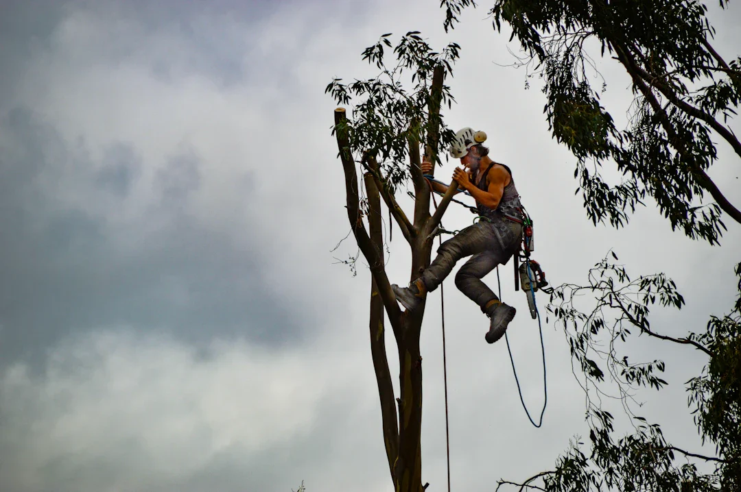 Photo of Forest Tree Care LLC