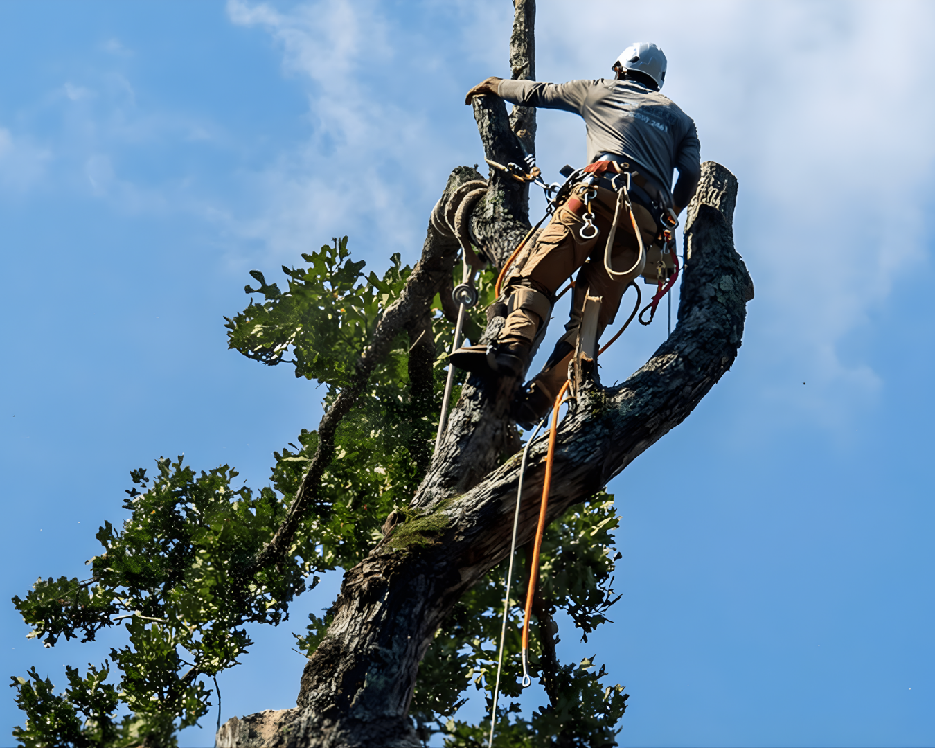 Tree Trimming Pruning