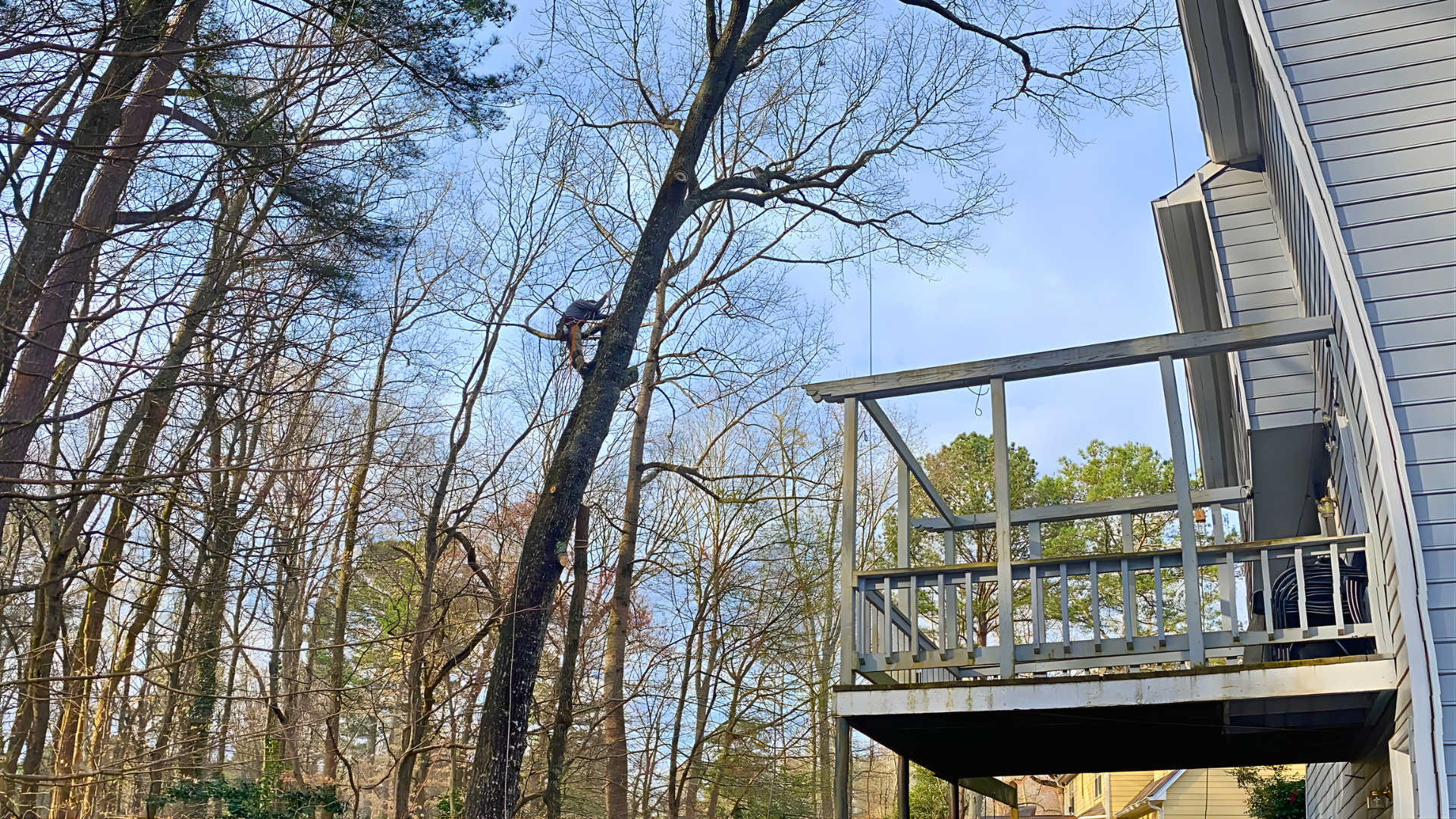 Photo of Live Green Tree Service LLC