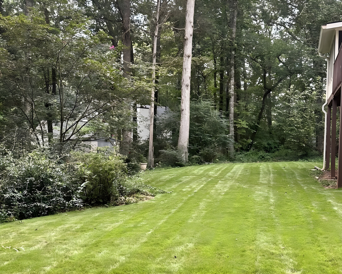 Live Green Tree Service LLC tree service work