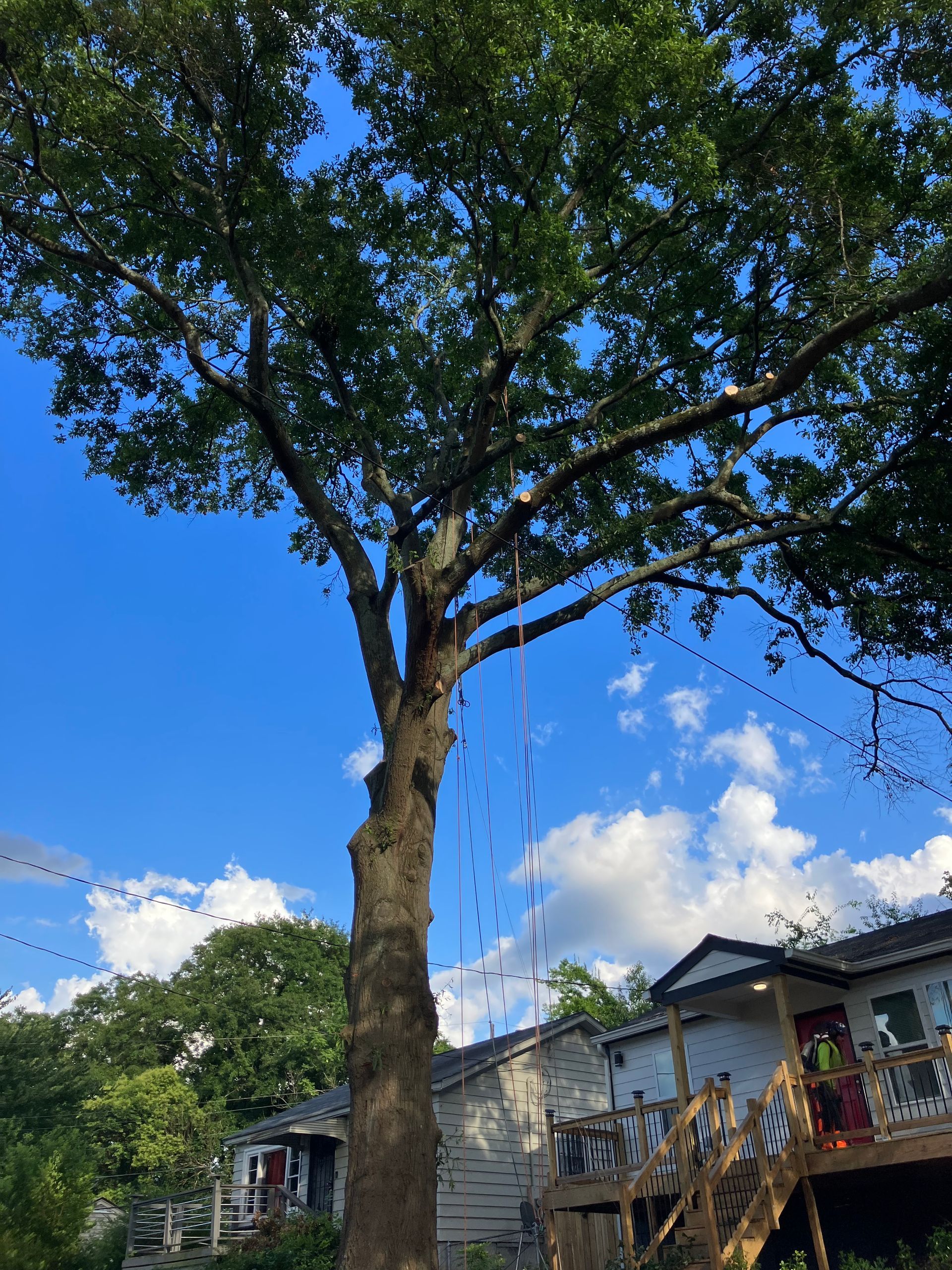 Photo of Beaver Tree Services