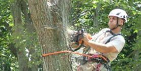 Above All Tree Service, Inc tree service work