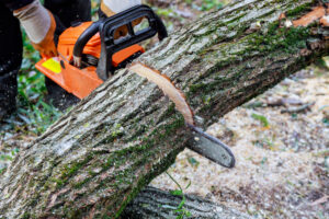 In the of a a tree fell in the broke a tree with a was cut chainsaw