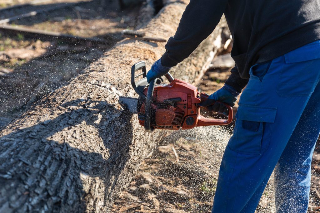 Cutting a tree trunk with a chain saw utc