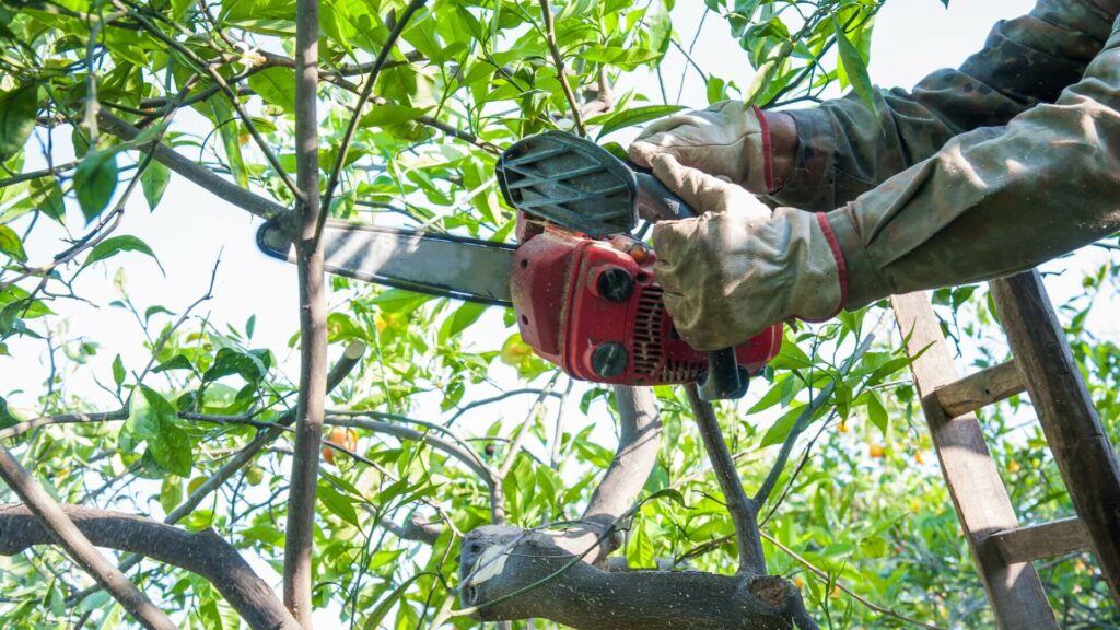 Pruning