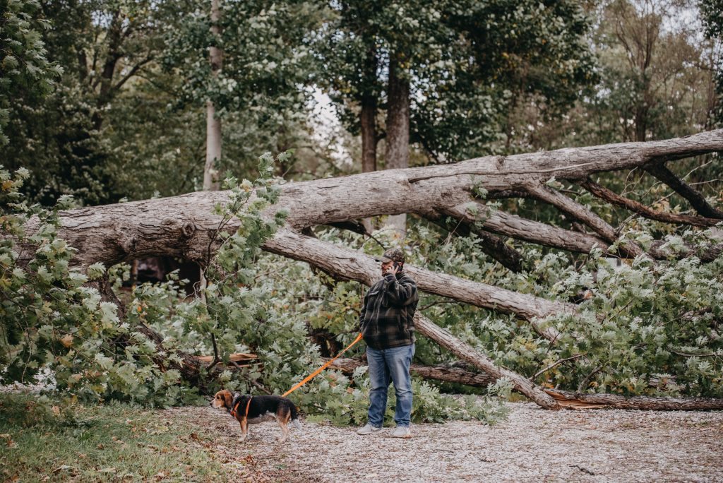 Photo of Above All Tree Service, Inc