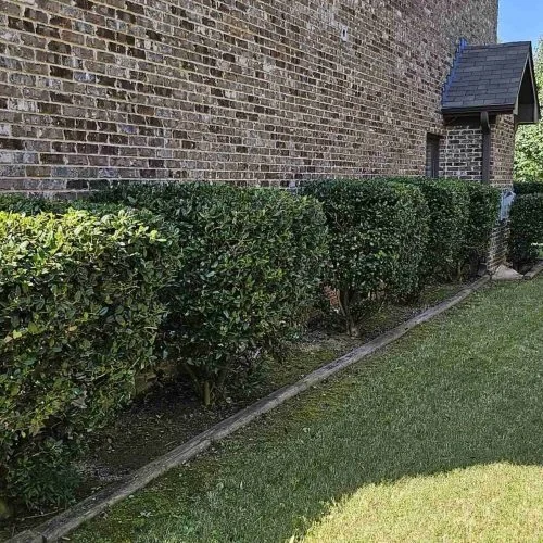 Shrub Trimming