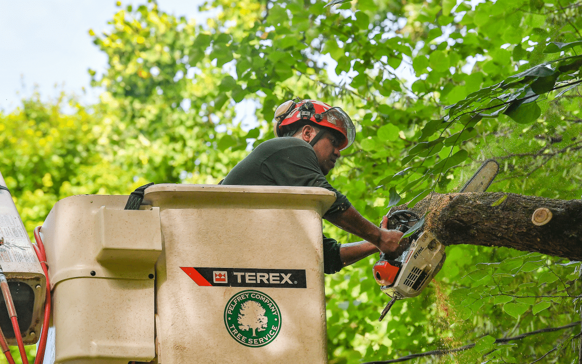 Bucket truck pruning