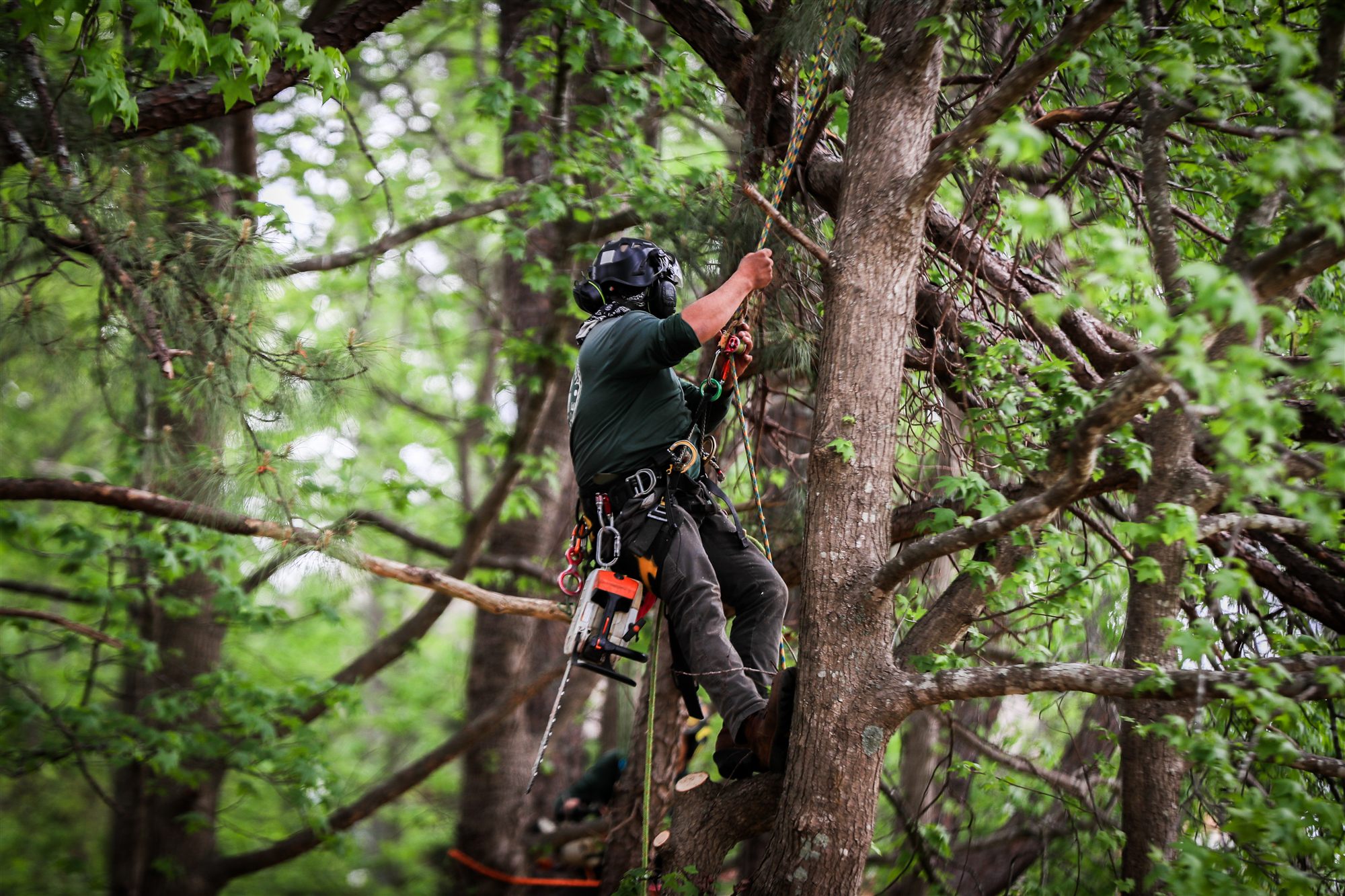 Arborist climbing