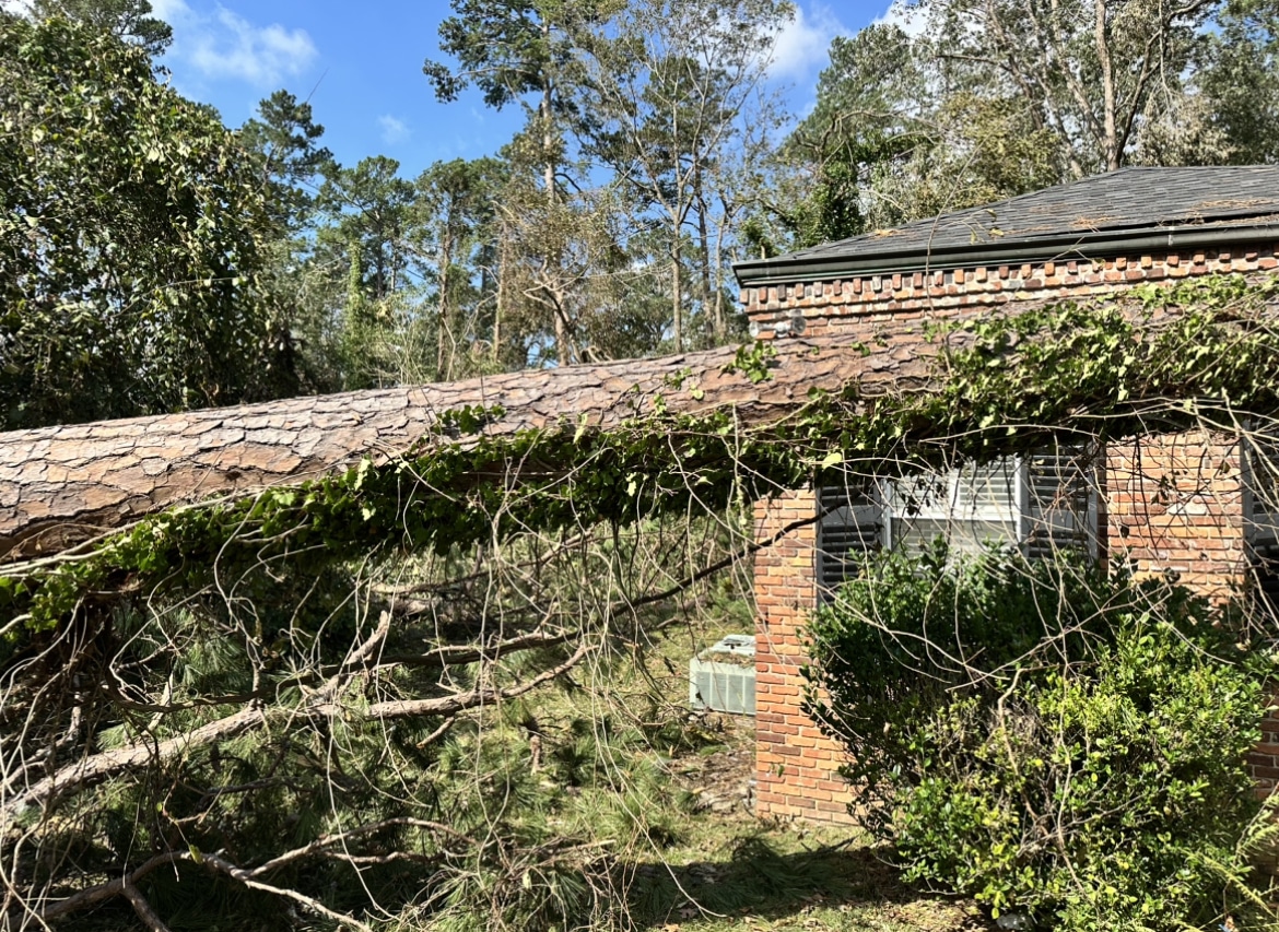 Tree on roof