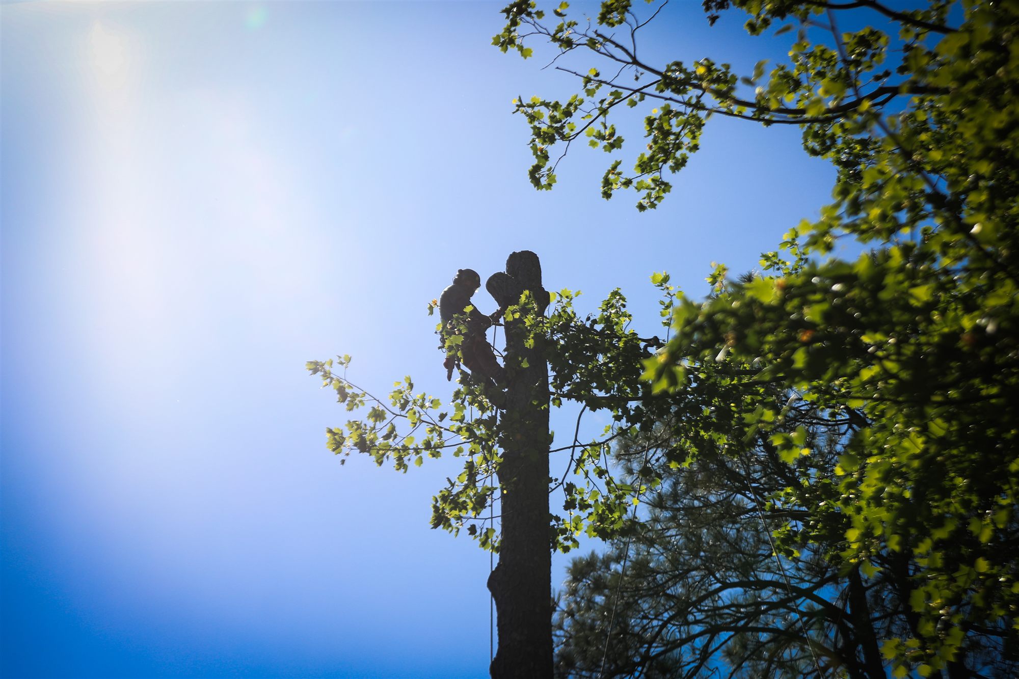 Arborist in tree