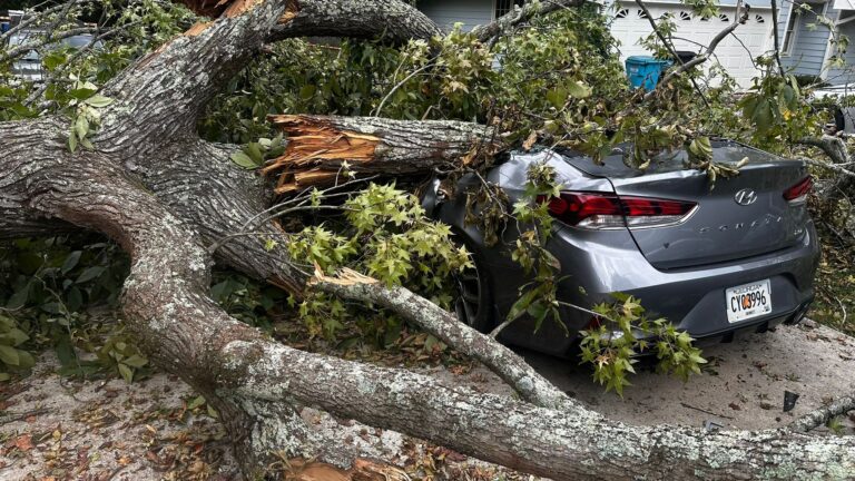 Professional Guys Tree Services LLC tree service work
