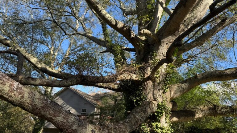 Professional Guys Tree Services LLC tree service work