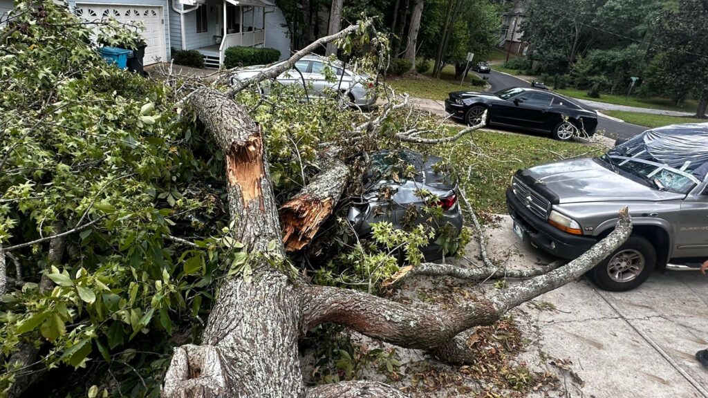 Professional Guys Tree Services LLC tree service work