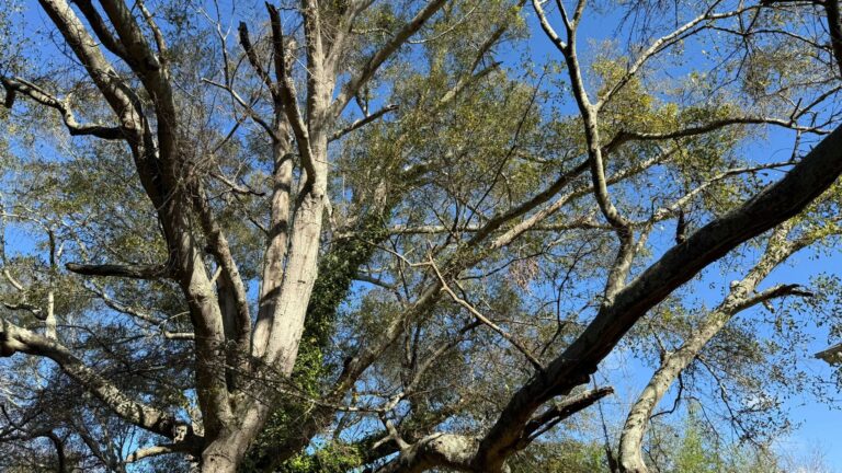 Professional Guys Tree Services LLC tree service work