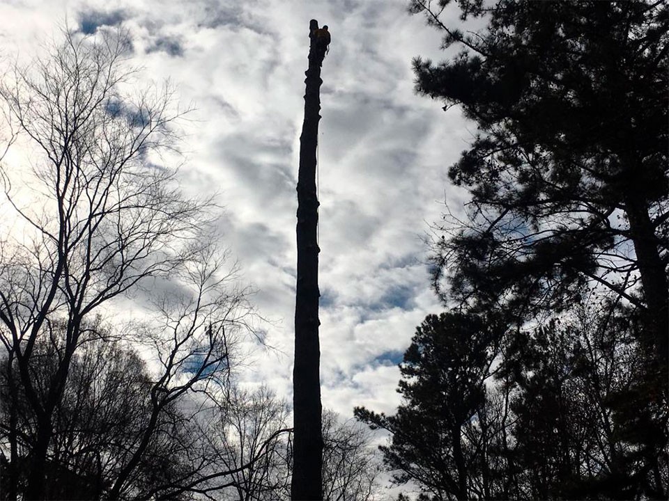 Professional Guys Tree Services LLC tree service work