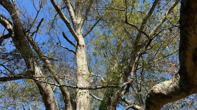 Professional Guys Tree Services LLC tree service work