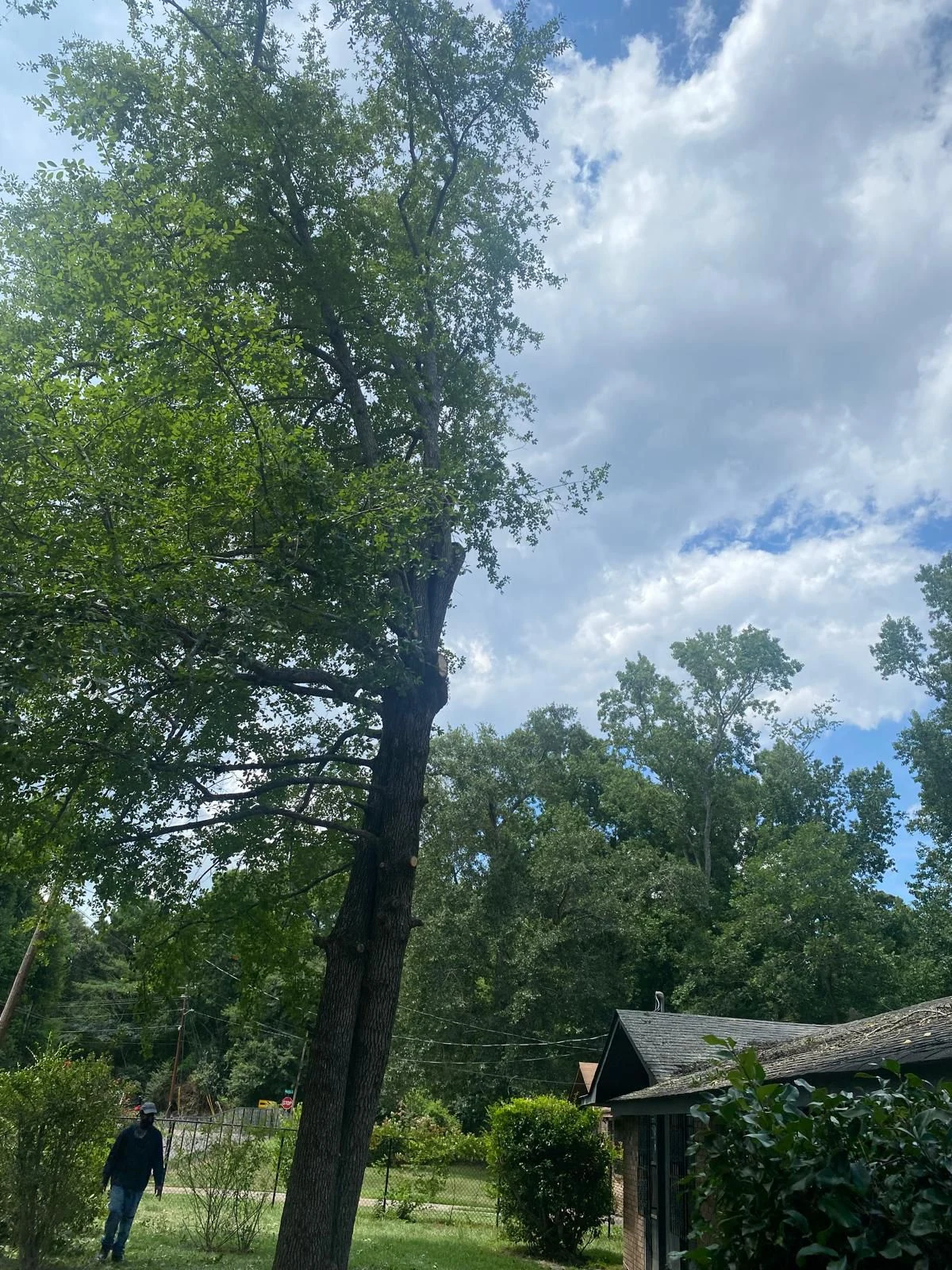 Large%20tree%20removal%20in%20backyard