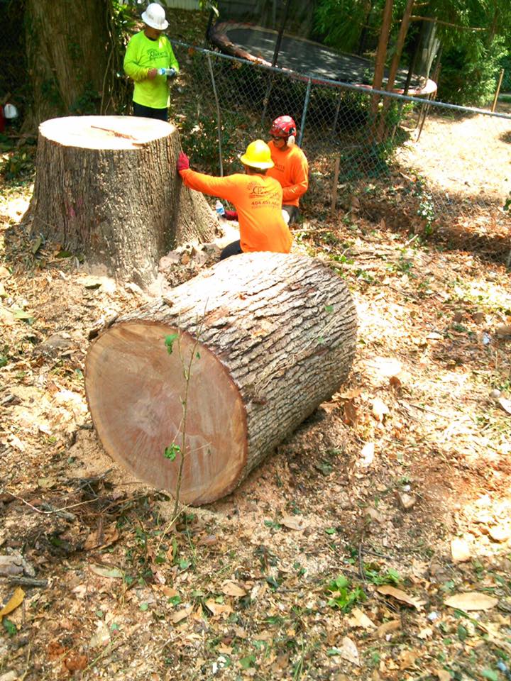 Photo of Robert's Tree Services