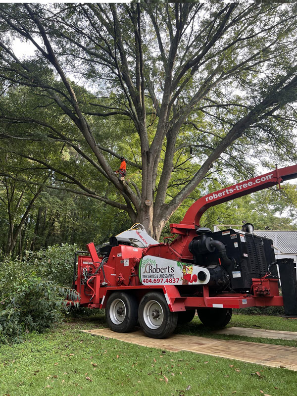 Robert tree g11