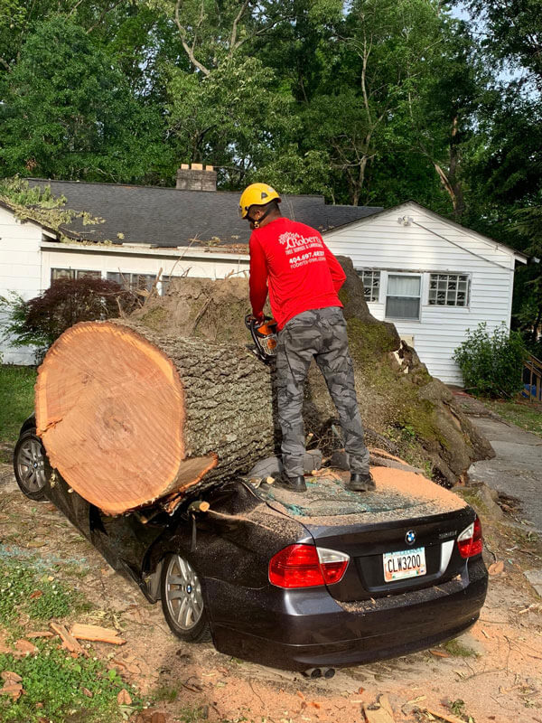 Robert tree g7