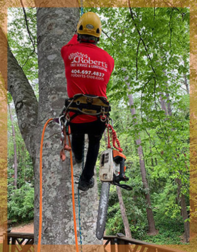 Robert tree removal