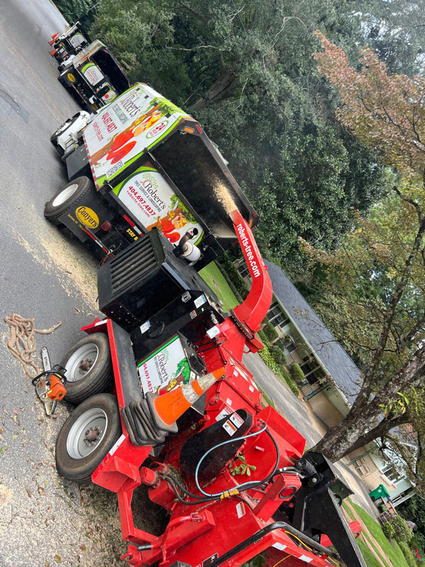 Robert tree g6