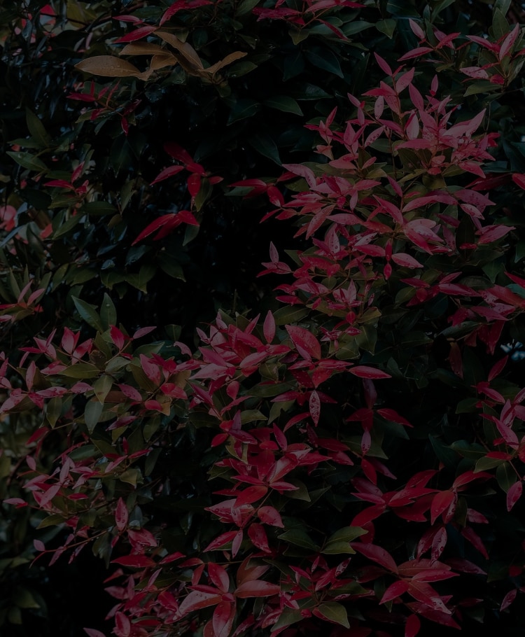 Nursery