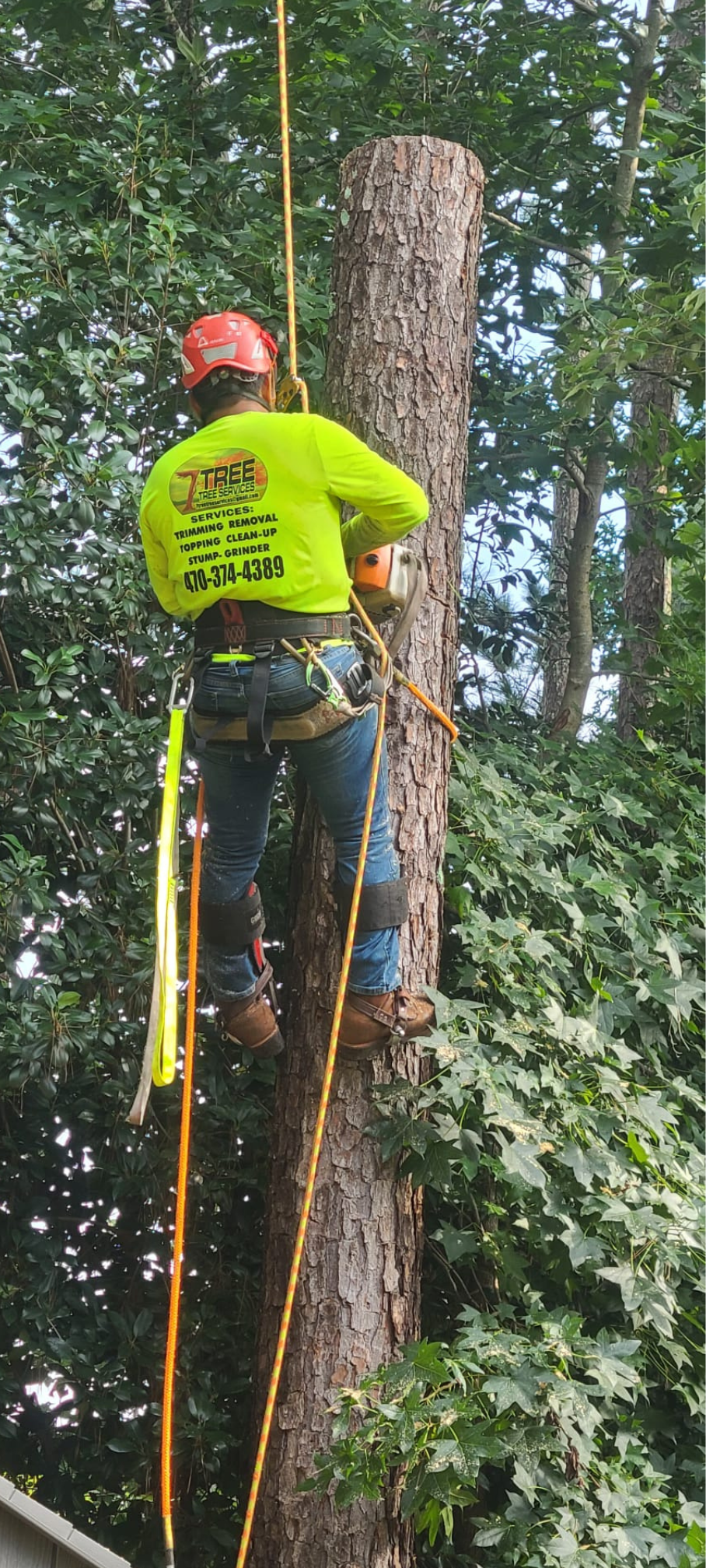 Photo of 7TREE TREE SERVICES