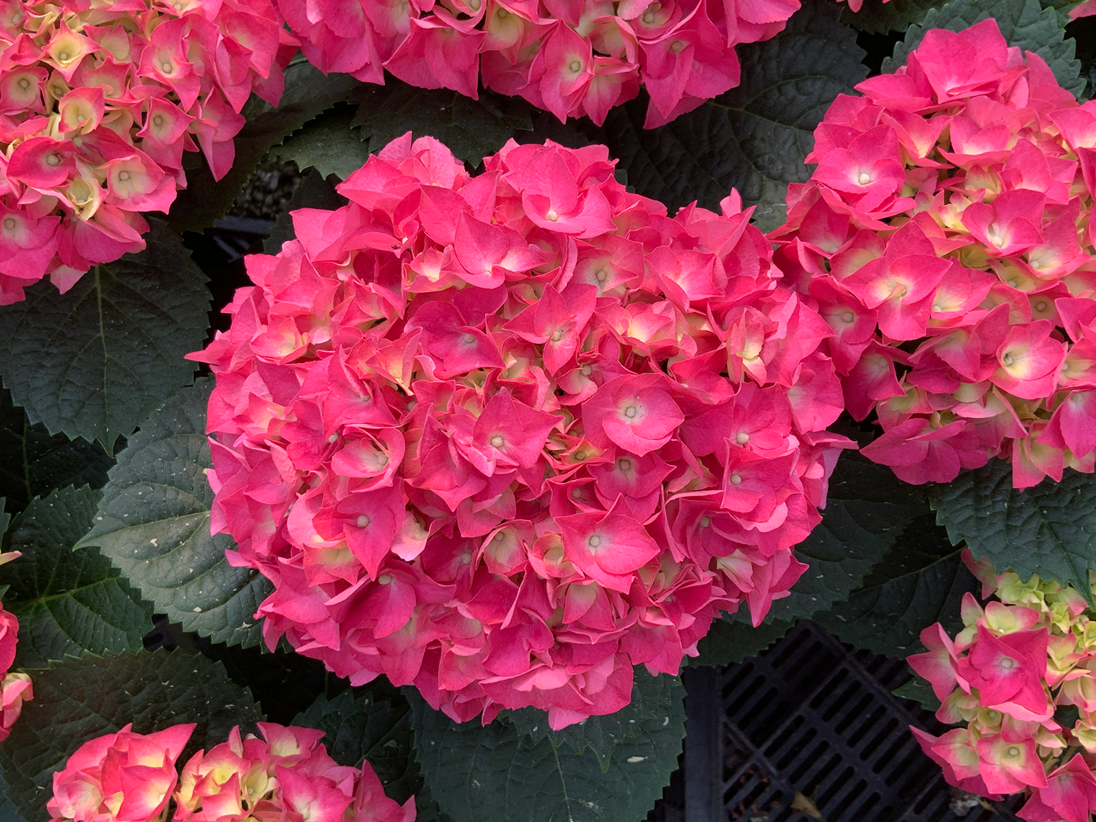 Pink mums