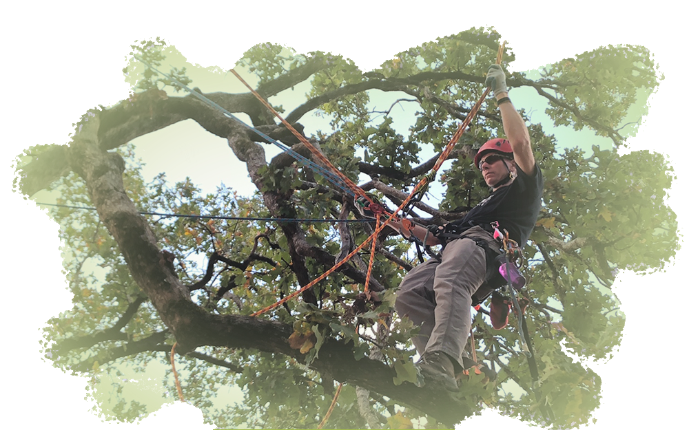 Header tree worker 1000x625 f5adecb9