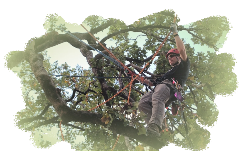 Header tree worker 1000x625 e1302359