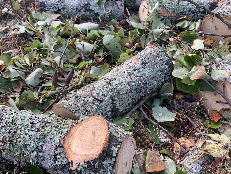 Tree Service Lost Mountain Park First Tree Service of Dalls Ga 698w