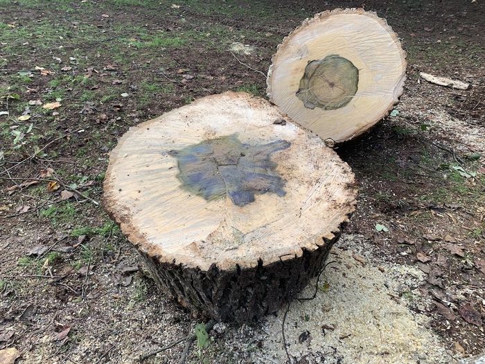 Tree+Removal+Sara+Babb+Park+ +First+Tree+Service+of+Dallas+Ga 698w