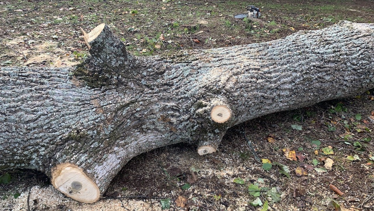 Photo of First Tree Service of Dallas Ga