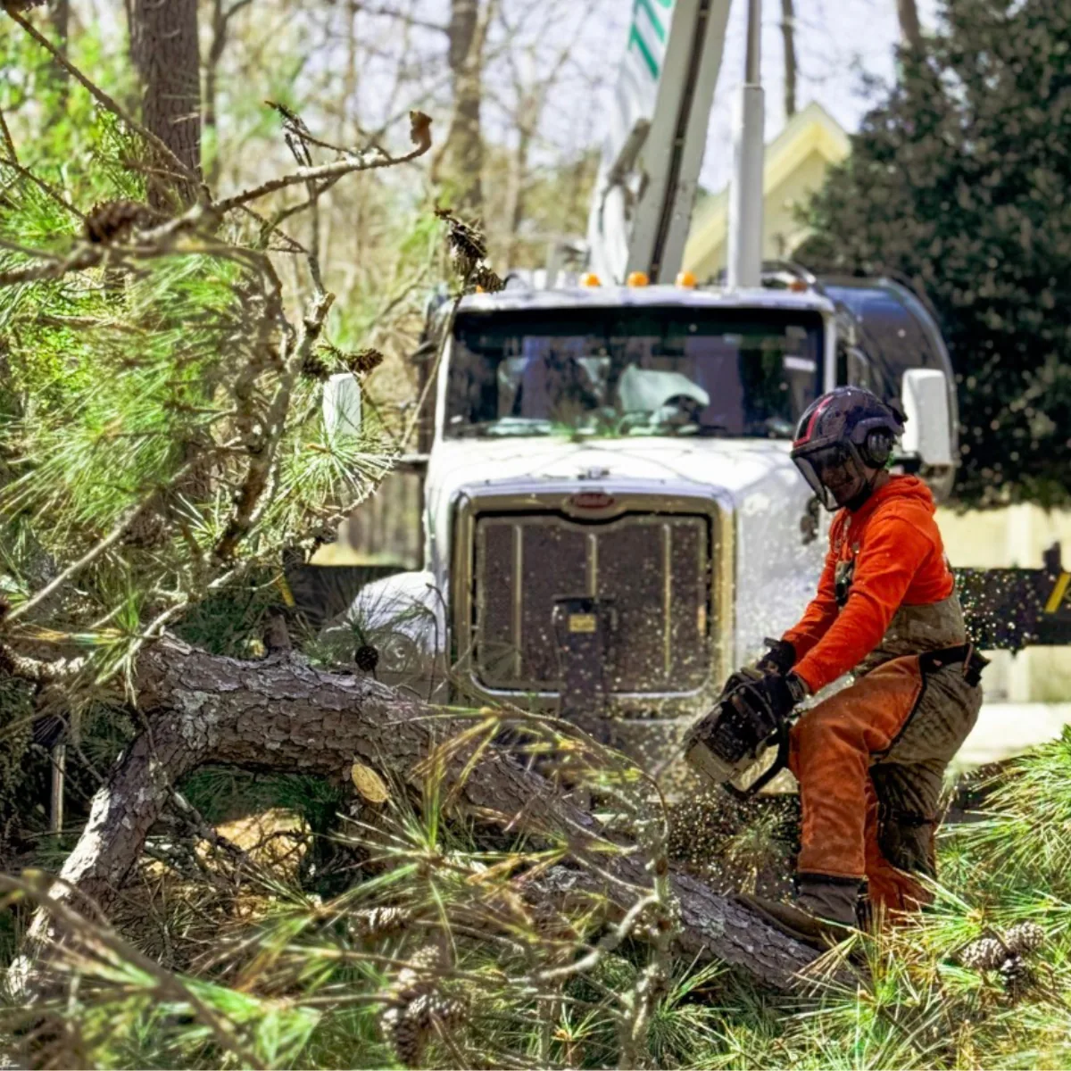 Photo of 770-TREE-GUY