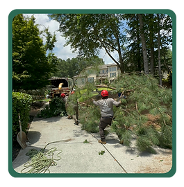 Photo of Solis Tree Service LLC