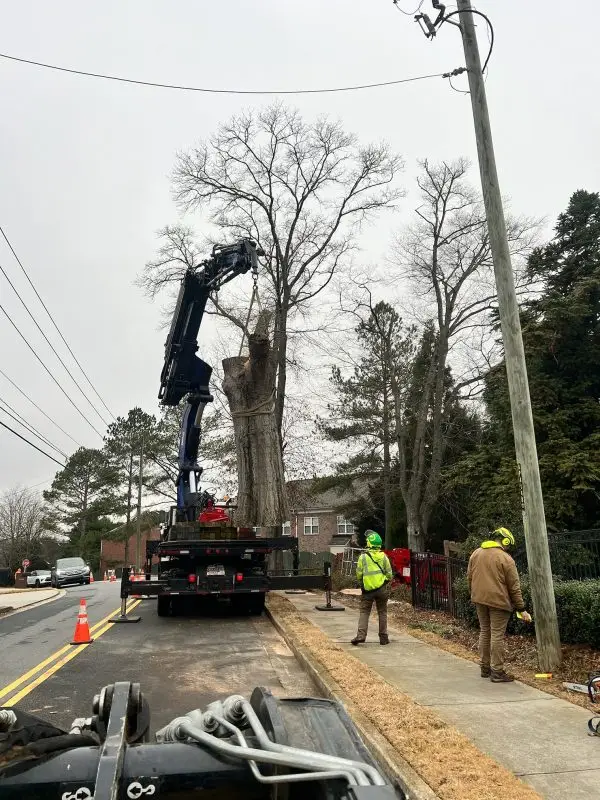 Full Tree Removal3 e1740497427498.jpg