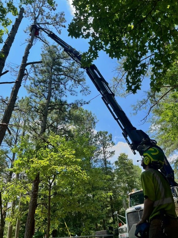 Photo of QDS TreeWorx