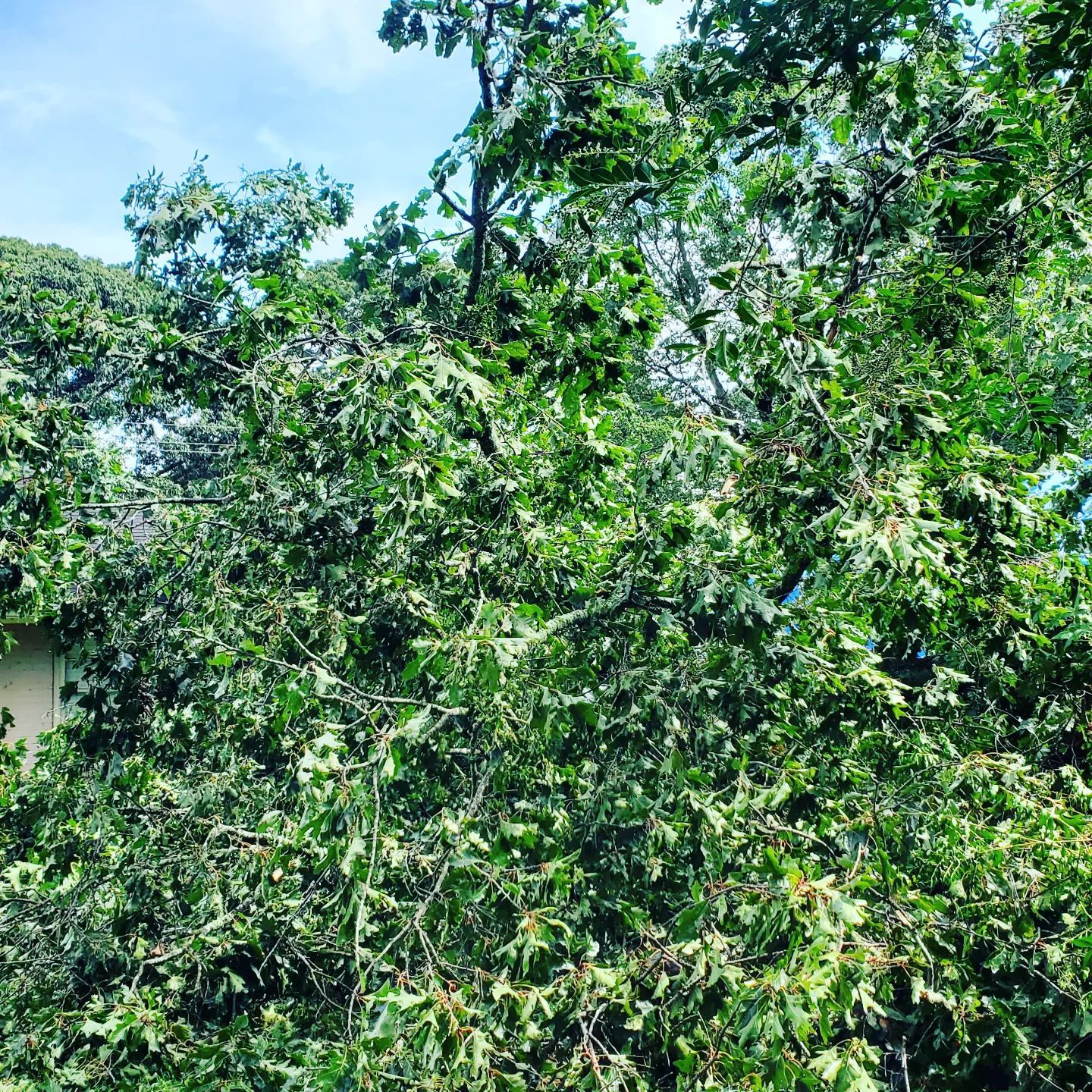 Photo of One Source Tree Service Inc.